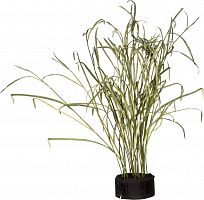 декор reeds and leaves в Астрахани
