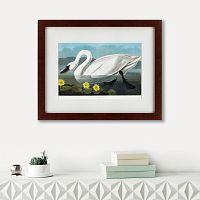 картина: common american swan, 1838 в Астрахани