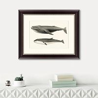 картина: humpback whale (megaptera versabilis), 1859 в Астрахани