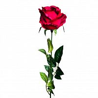 роза бордовая 71 см (24) в Астрахани