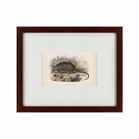картина: armadillo, 1860 в Астрахани