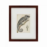 картина: chameleon, 1706 в Астрахани