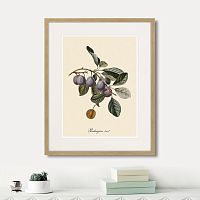 картина: juicy fruit lithography №5, 1870г. в Астрахани