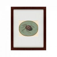 картина: spider, 1690 в Астрахани