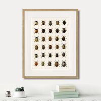 картина: assorted beetles №2, 1735г. в Астрахани
