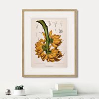 картина: exotic plants of the world №9, 1815г. в Астрахани