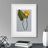 картина: yellow arum lily, 1899г. в Астрахани