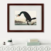 картина: florida cormorant, 1835 в Астрахани