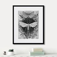 картина: art forms of nature №4, 1897г. в Астрахани