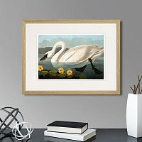 картина: common american swan (white), 1838г. в Астрахани