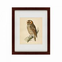 картина: brown owl, 1760 в Астрахани