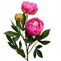 пион розовый 64 см (24) в Астрахани