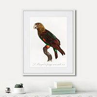 картина: beautiful parrots №3, 1872г. в Астрахани