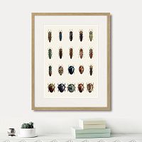 картина: assorted beetles №3, 1735г. в Астрахани