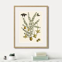 картина: juicy fruit lithography №1, 1870г. в Астрахани