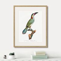 картина: beautiful toucans №3, 1806г. в Астрахани