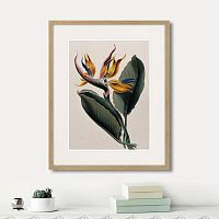 картина: exotic plants of the world №4, 1815г. в Астрахани