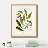 картина: fragmenta botanica №11, 1809г. в Астрахани
