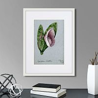 картина: a lady's slipper orchid (cypripedium bellatulum), 1899г. в Астрахани