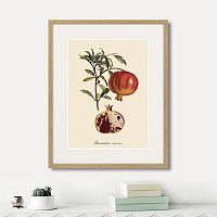 картина: juicy fruit lithography №7, 1870г. в Астрахани