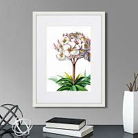 картина: caribian flora plumeria, 1740г. в Астрахани