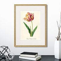 картина: botany illustration №3, 1836г. в Астрахани