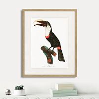 картина: beautiful toucans №2, 1806г. в Астрахани