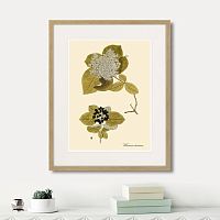 картина: viburnum lantana, 1740г. в Астрахани