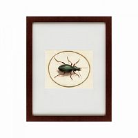 картина: beetle, 1700 в Астрахани