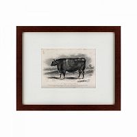 картина: a short horned steer, 1849 в Астрахани