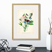 картина: botany illustration №4, 1836г. в Астрахани