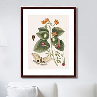картина: beauty bloom №4, 1732г. в Астрахани