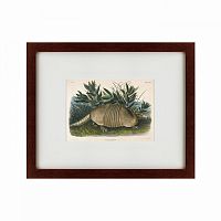 картина: armadillo (dasypus peba), 1848 в Астрахани