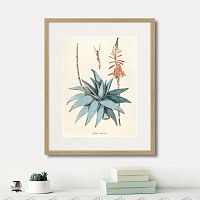 картина: fragmenta botanica №7, 1809г. в Астрахани