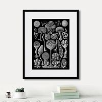 картина: art forms of nature №3, 1897г. в Астрахани