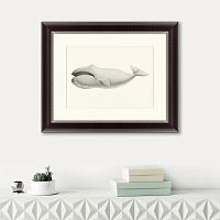 картина: bowhead whale (balaena mysticetus), 1856 в Астрахани