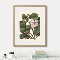 картина: balsam tree with pink flower, 1741г. в Астрахани