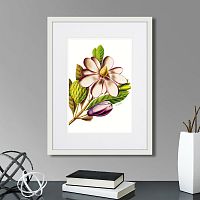 картина: caribian flora purple magnolia, 1740г. в Астрахани