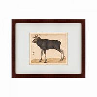 картина: moose, 1560 в Астрахани