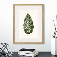 картина: single leaf of a plant №1, 1865г. в Астрахани