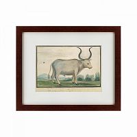 картина: cape ox, 1778 в Астрахани