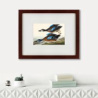 картина: blue-winged teal, 1836 в Астрахани
