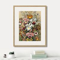картина: art forms of nature №6, 1897г. в Астрахани