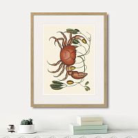картина: land crab and tapia branch, 1742г. в Астрахани