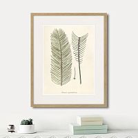 картина: fragmenta botanica №9, 1809г. в Астрахани