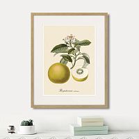картина: juicy fruit lithography №10, 1870г. в Астрахани