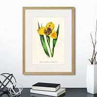 картина: botany illustration №14, 1836г. в Астрахани