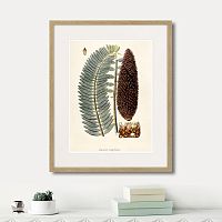 картина: fragmenta botanica №5, 1809г. в Астрахани